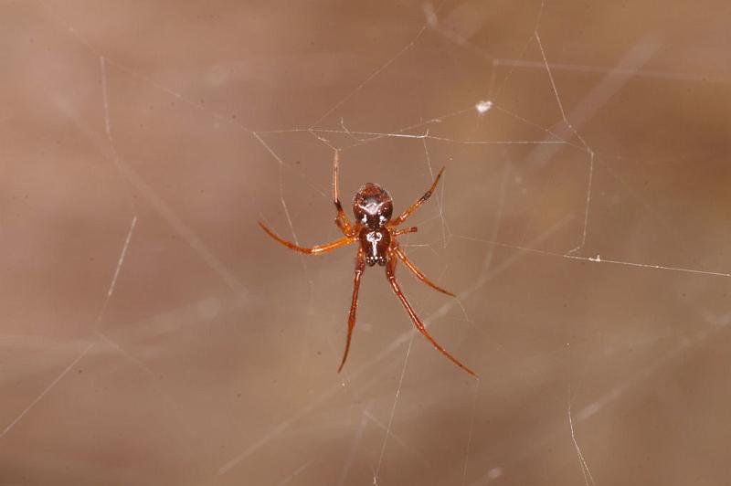 Parasteatoda_lunata_D4836_Z_90_Les Gris_Frankrijk.jpg